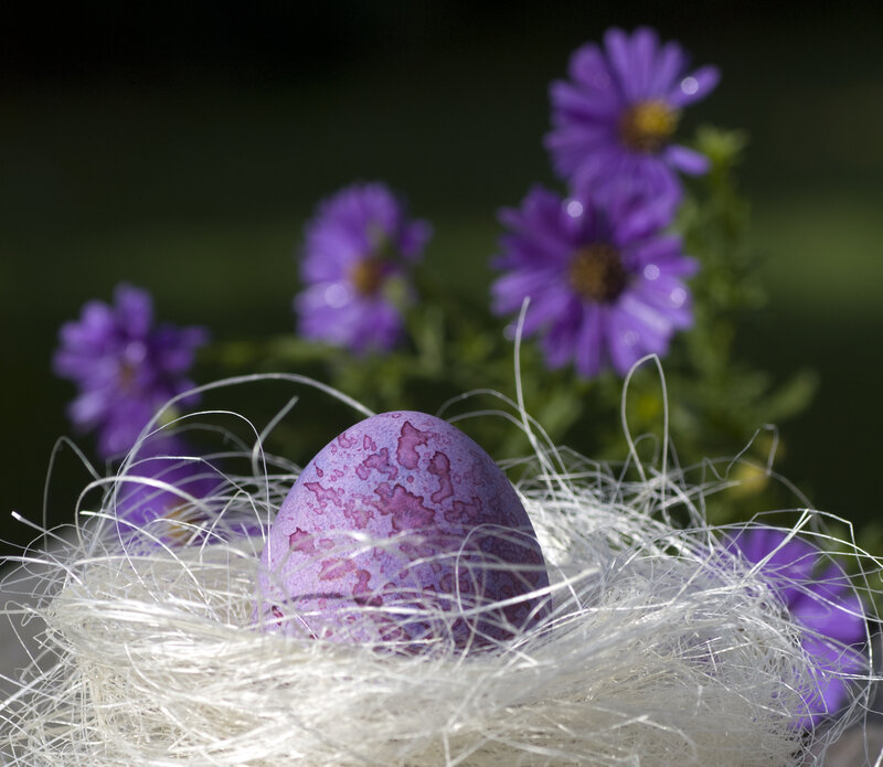 Purple Egg in Nest — Serene