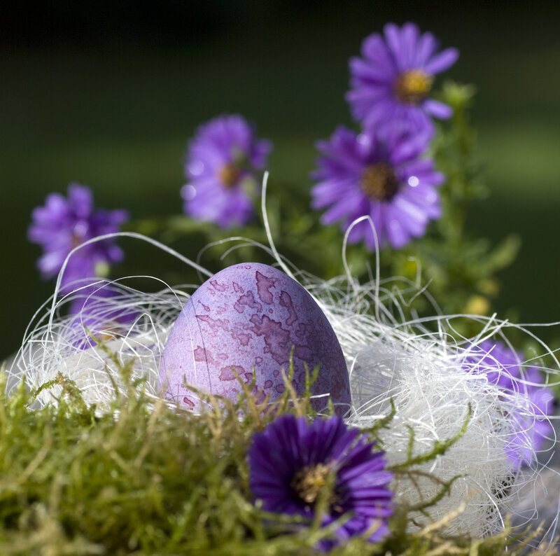 Purple Egg in Nest