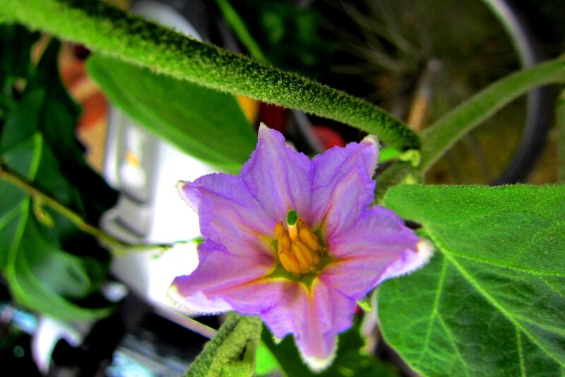 Purple Eggplant Flower — Natural