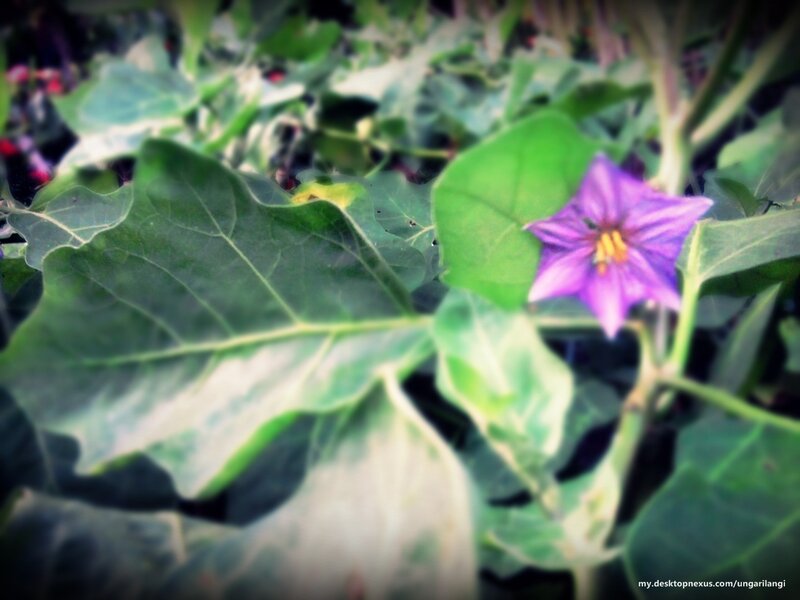Purple Eggplant Flower