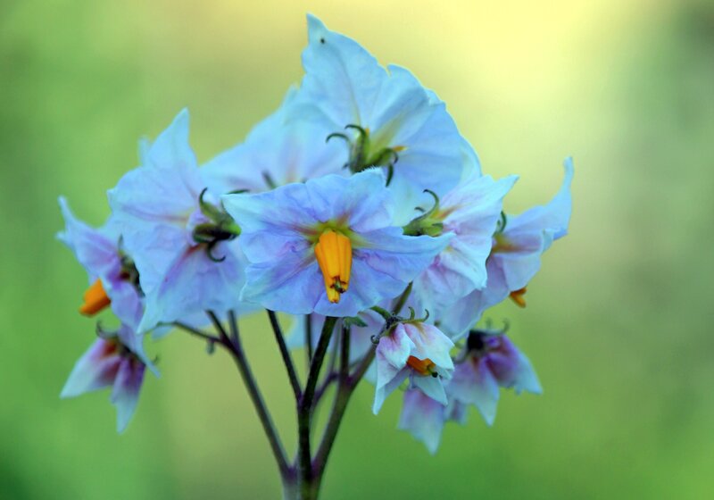 Purple Eggplant Flowers