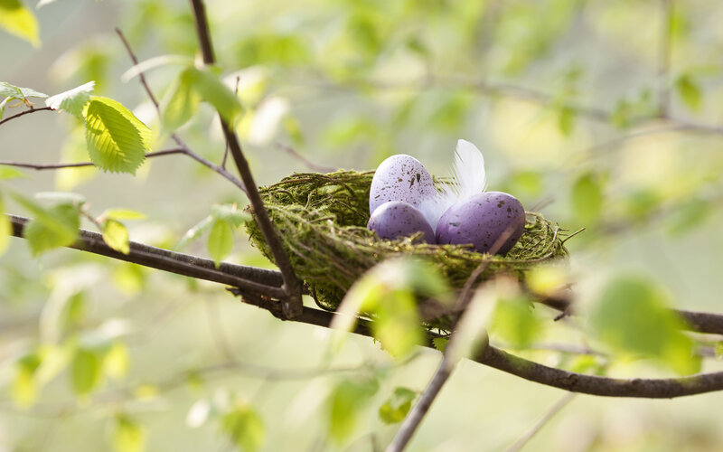 Purple Eggs in Nest