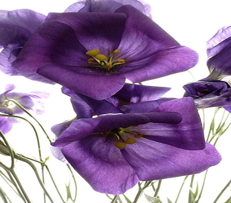 Purple Eustoma Flowers — Calm