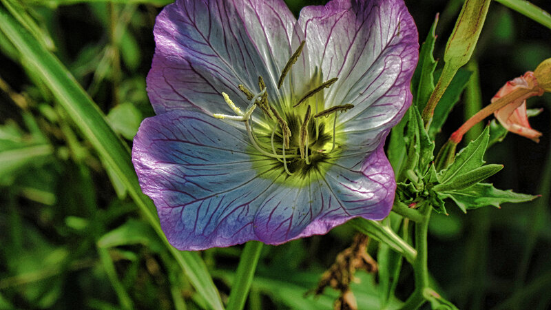 Purple Evening Primrose Flower