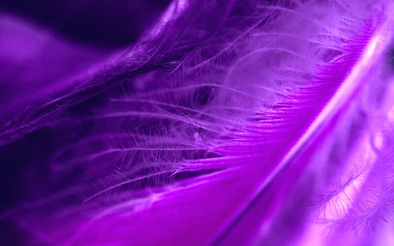 Purple Feather Close-up