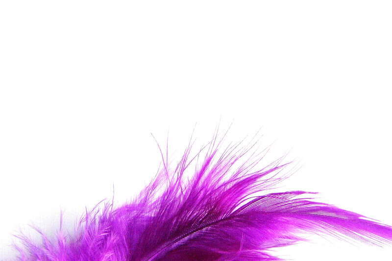 purple feather on white background
