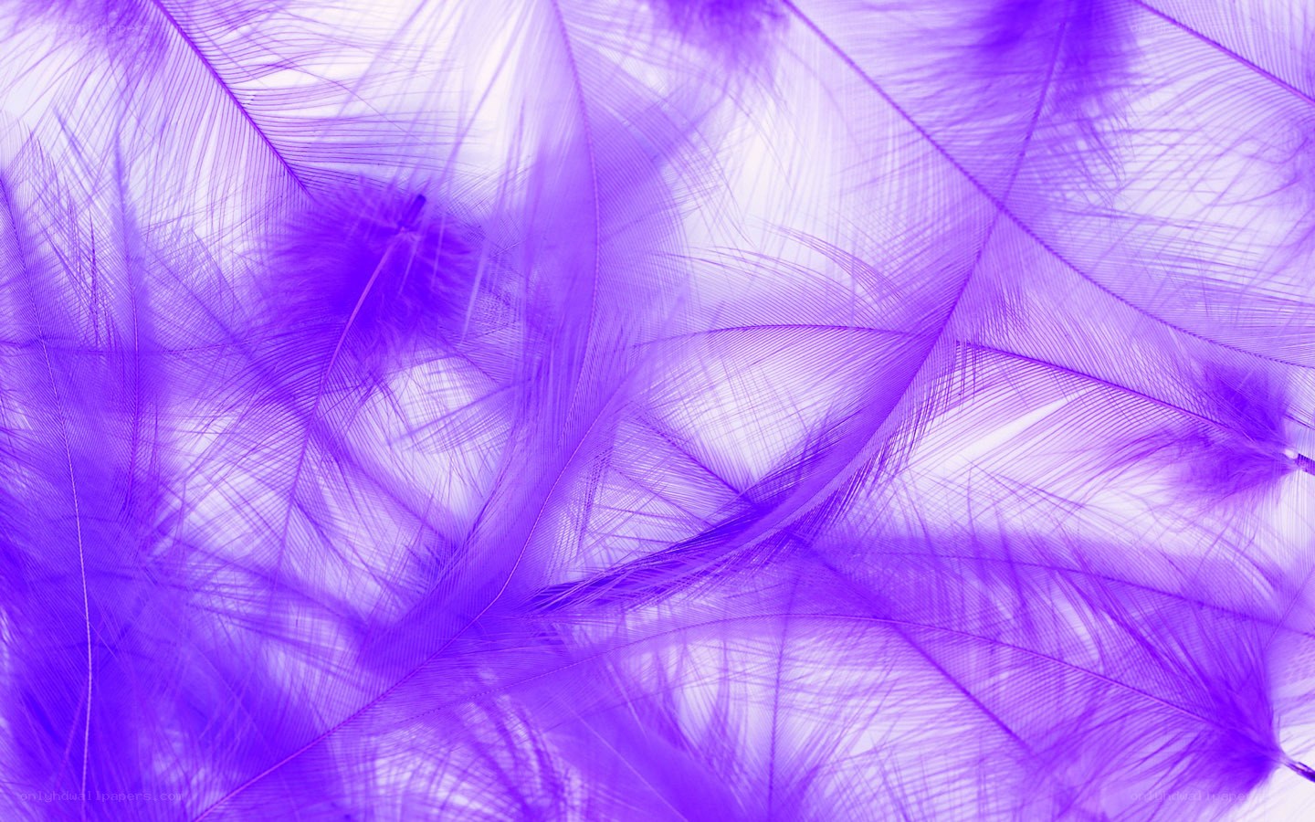 purple feather texture