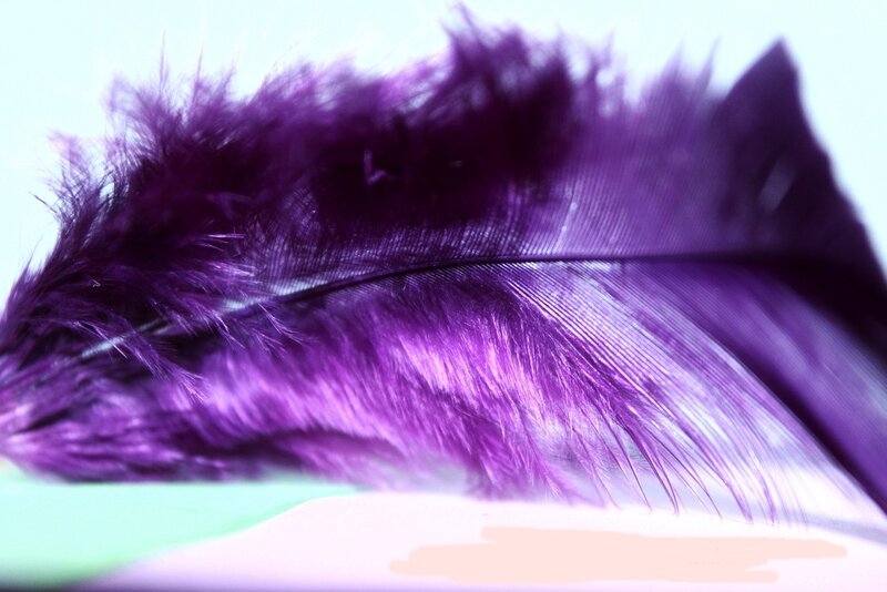 Purple Feather