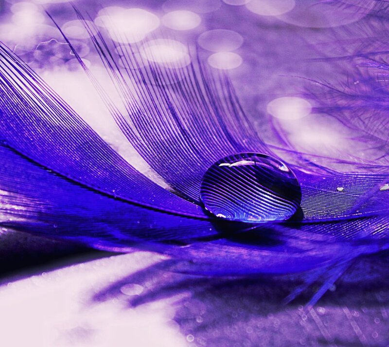 Purple Feather with Water Droplet