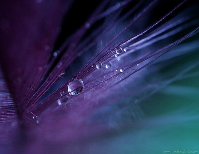 Purple feather with water droplets