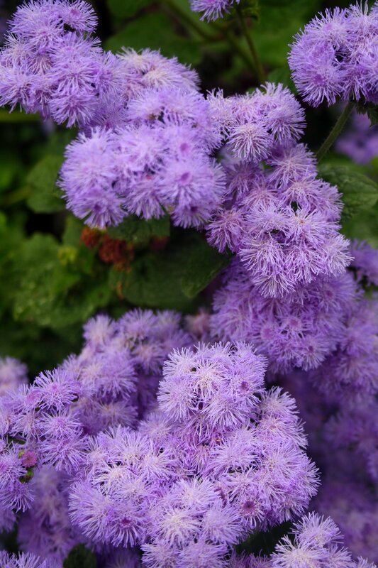 Purple Feathery Flowers — Calm