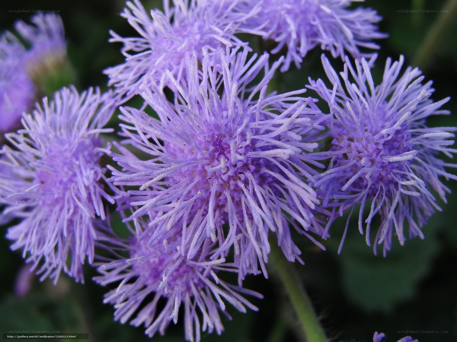 purple feathery flowers