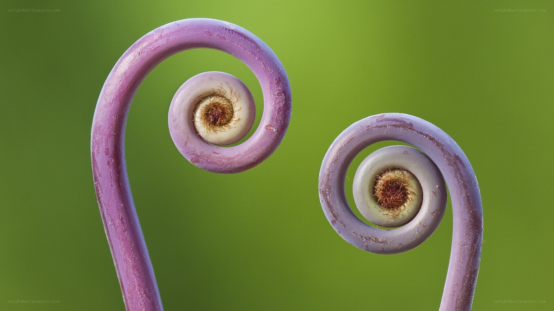 Purple fern fiddleheads