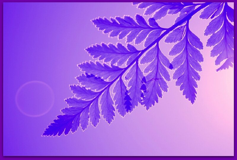 Purple Fern Frond