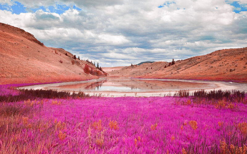Purple Field and Lake