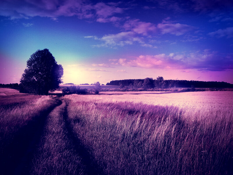 Purple Field at Dusk