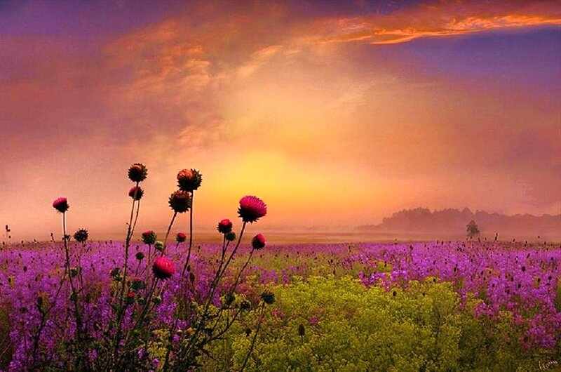 Purple field at sunset