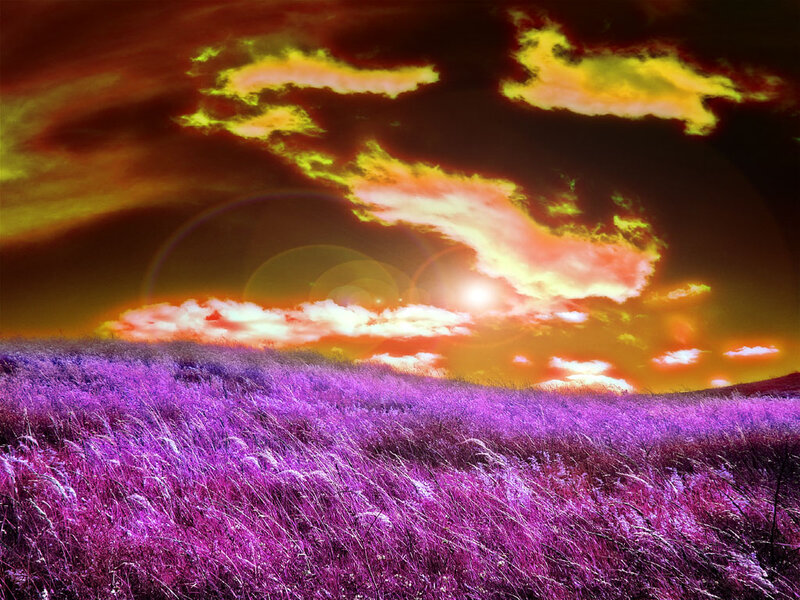 Purple Field at Sunset — Dramatic