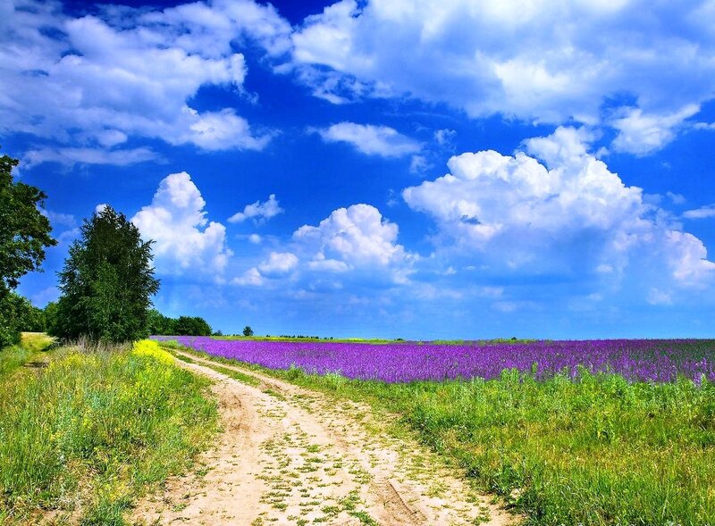 Purple field under blue sky