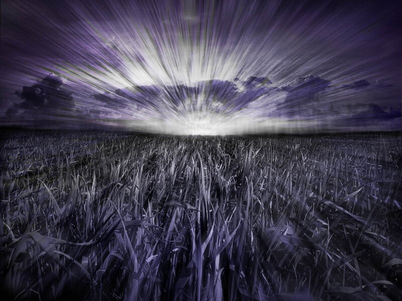 Purple field under radiant sky