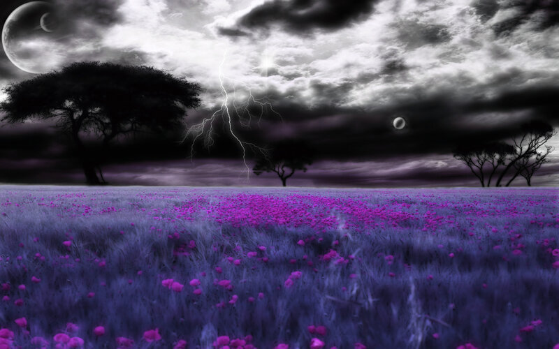 Purple field under stormy sky