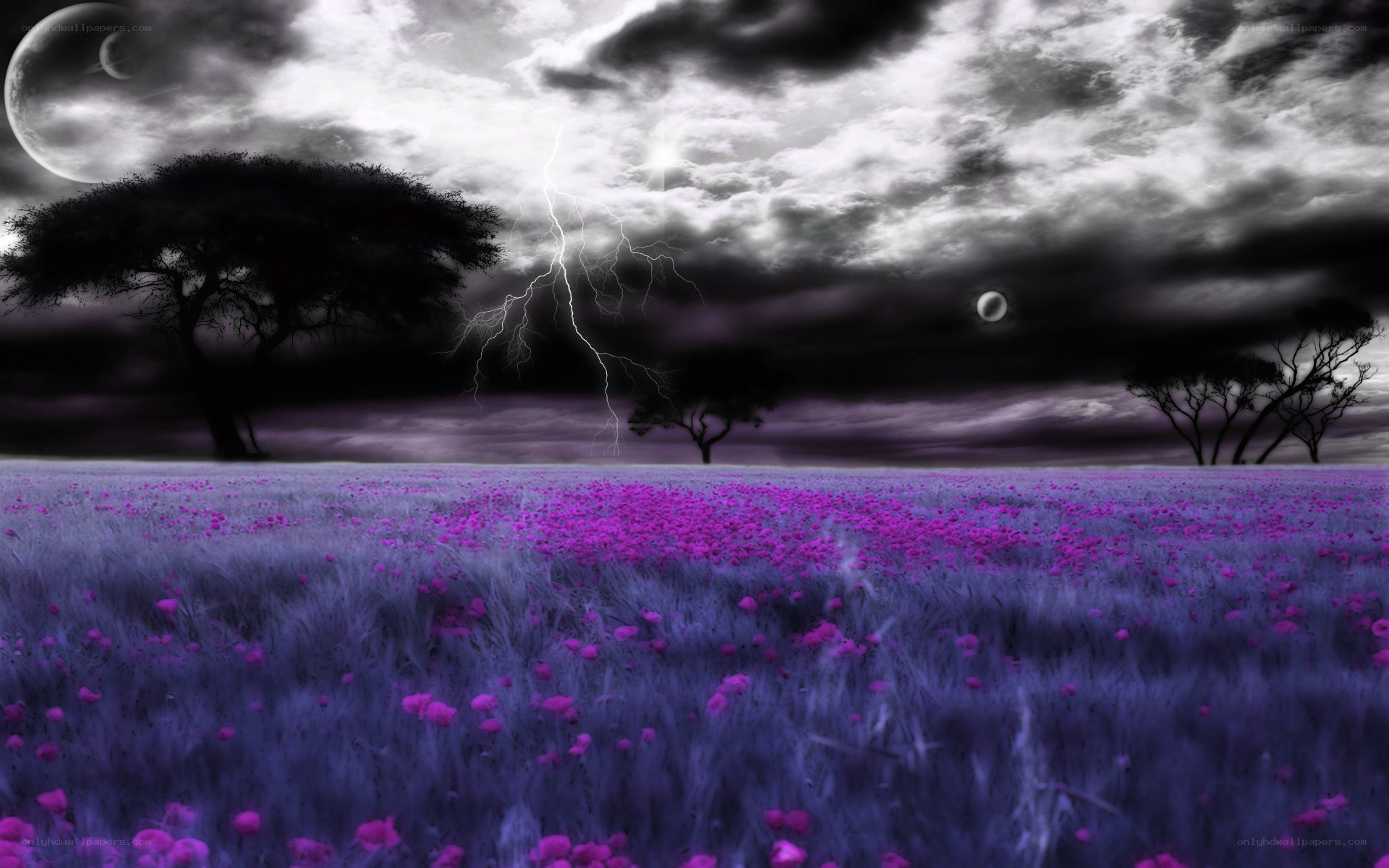 Purple field under stormy sky