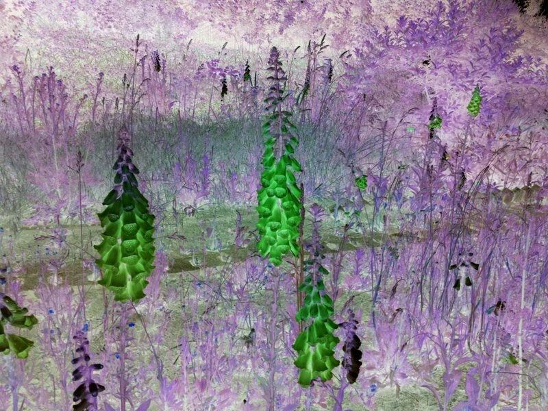 purple field with green plants