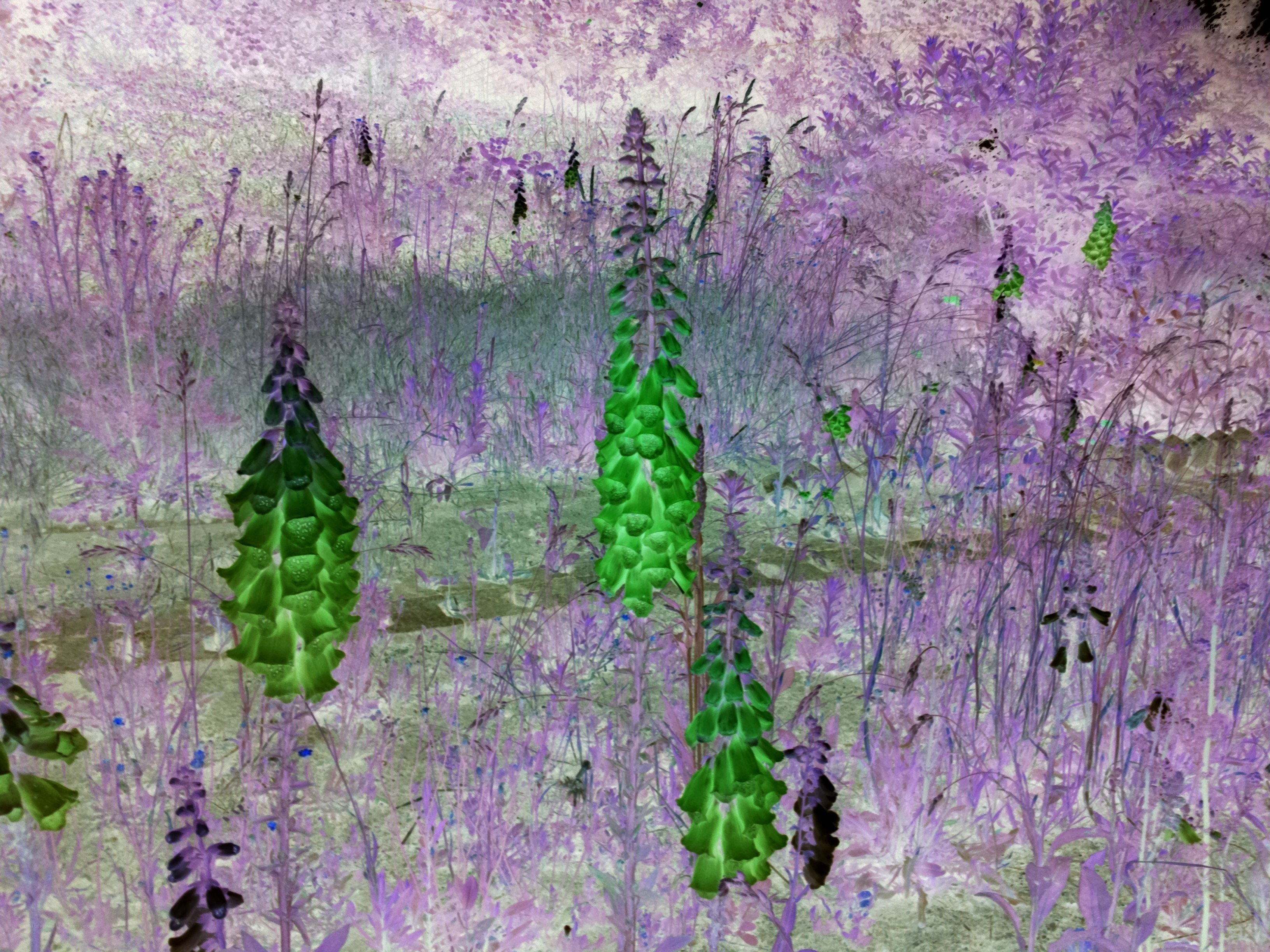 purple field with green plants