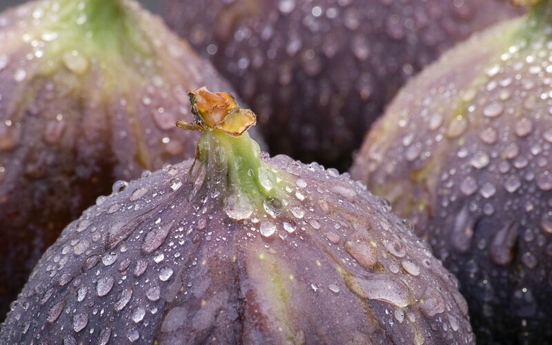 Purple Figs with Water Droplets — Fresh