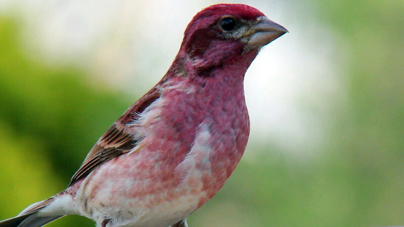 Purple Finch Bird