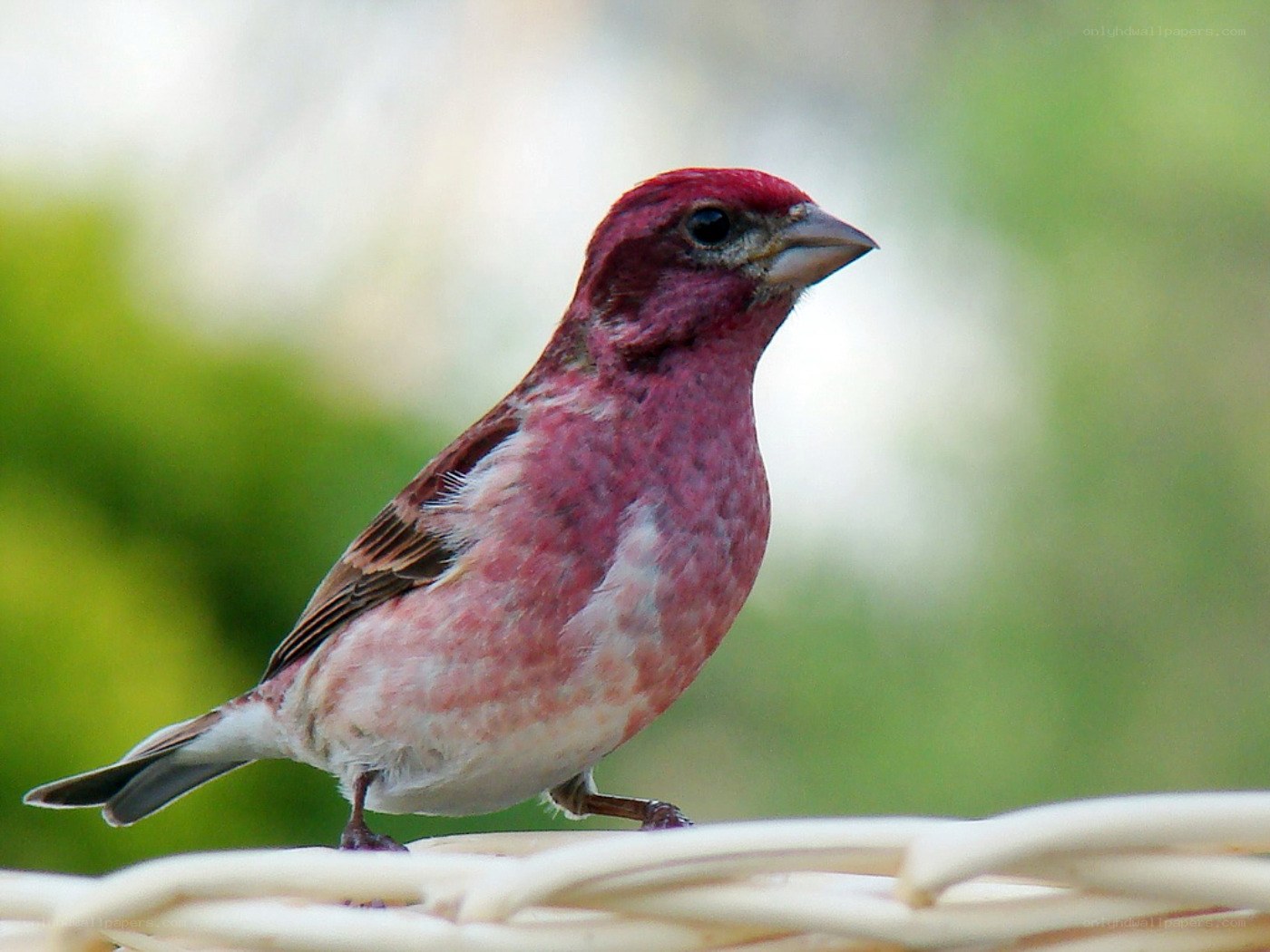 purple finch perched on basket