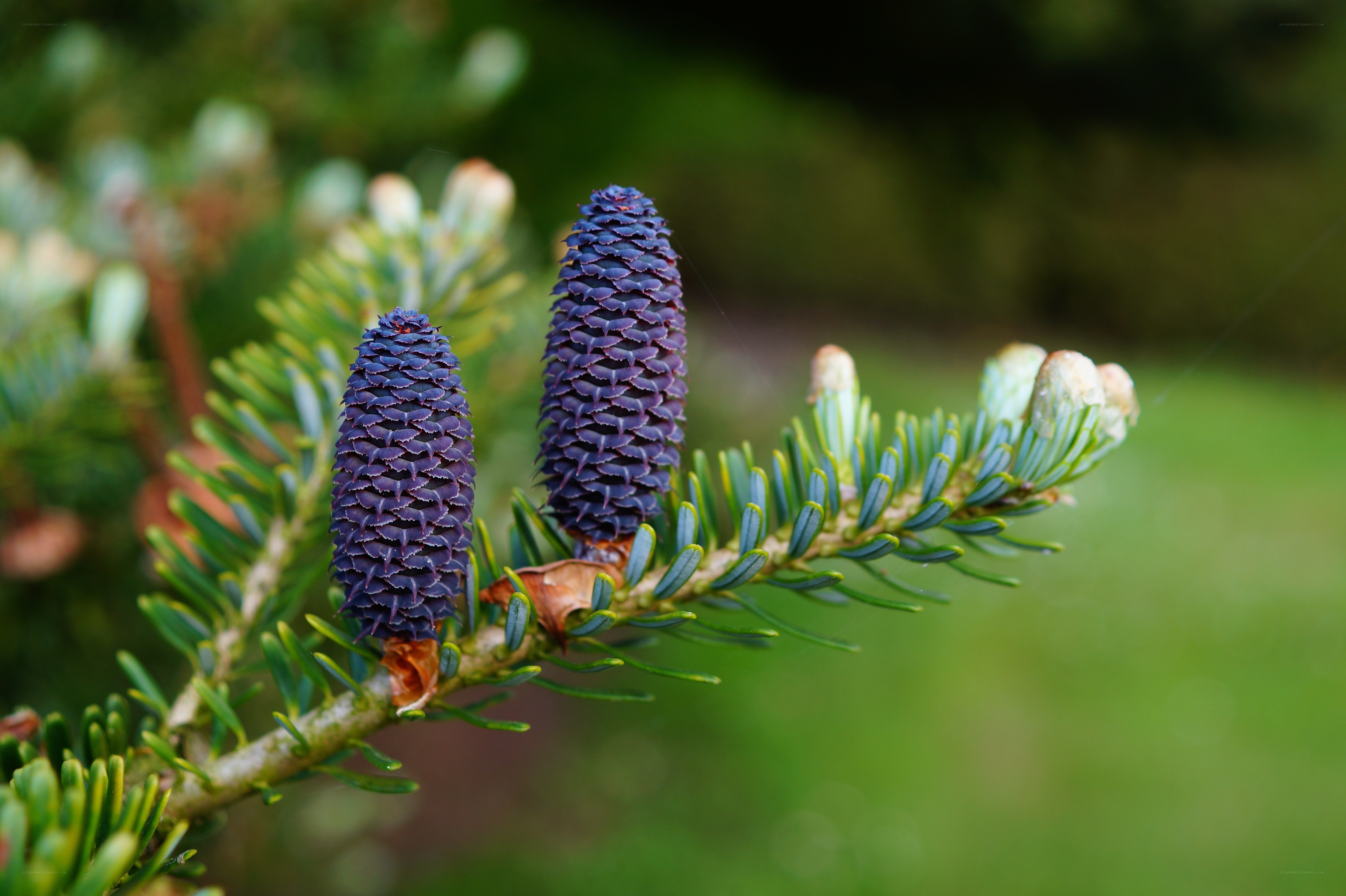 Purple fir cones on a branch