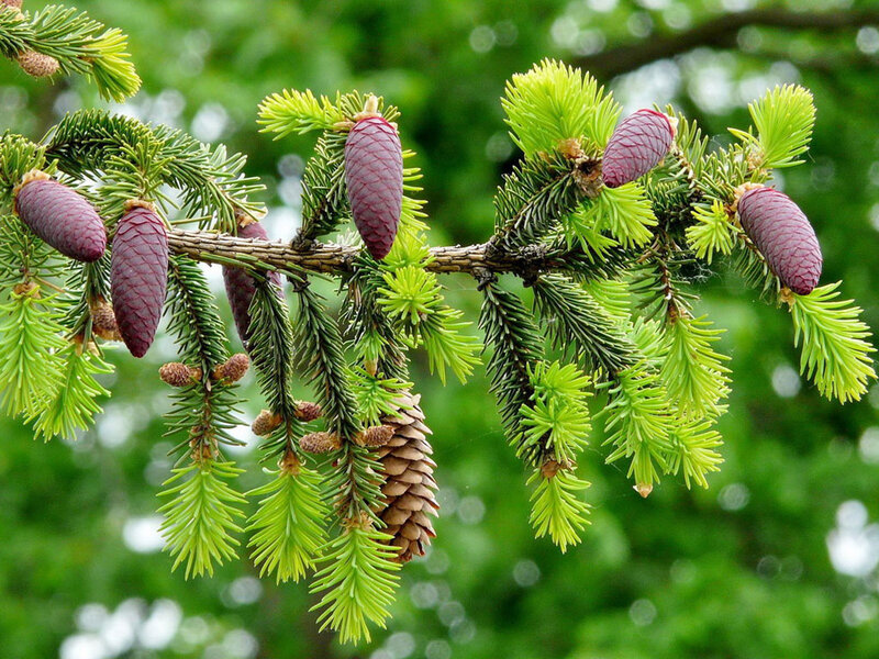 Purple Fir Cones on Branch