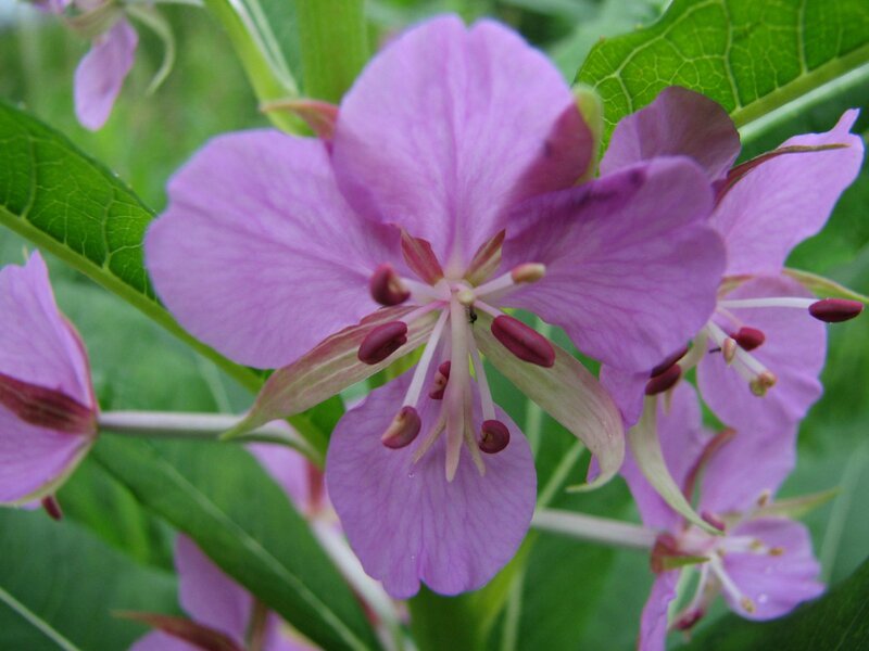 Purple Fireweed Flower — Natural