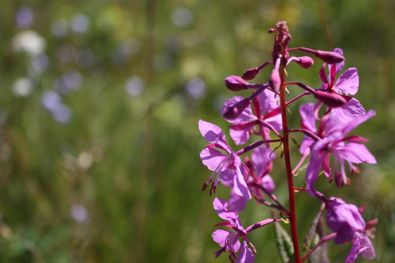 Purple Fireweed Flower — Serene, Summer