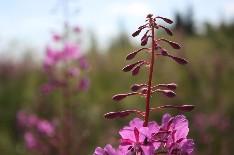 Purple Fireweed Flower — Serene