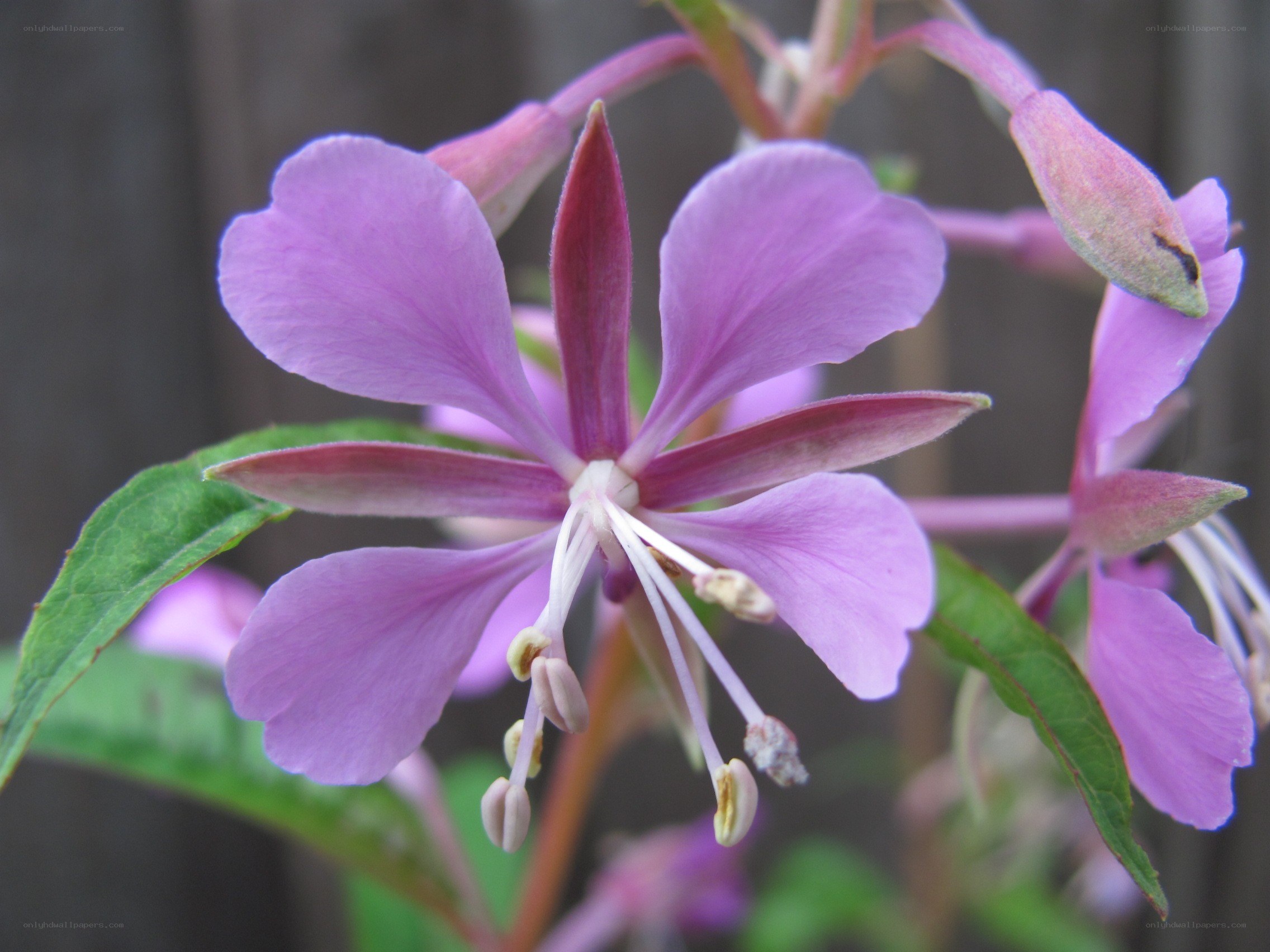 purple fireweed flower