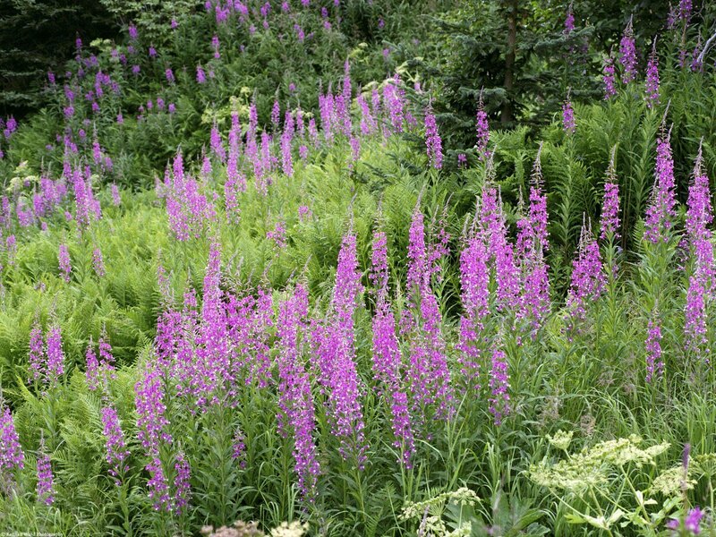Purple Fireweed Flowers — Natural