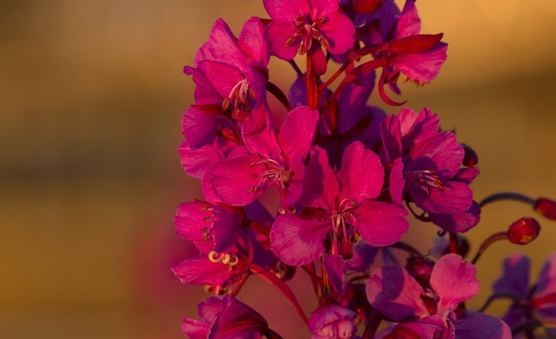 Purple Fireweed Flowers — Pink