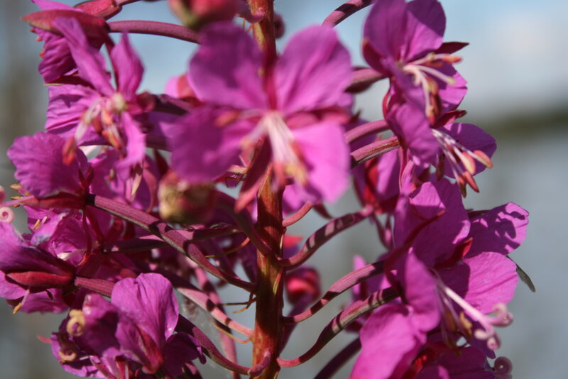 Purple Fireweed Flowers — Serene, Summer, Photograph, Flower
