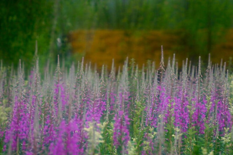 Purple Fireweed Flowers — Serene, Summer, Photograph, Green Foliage