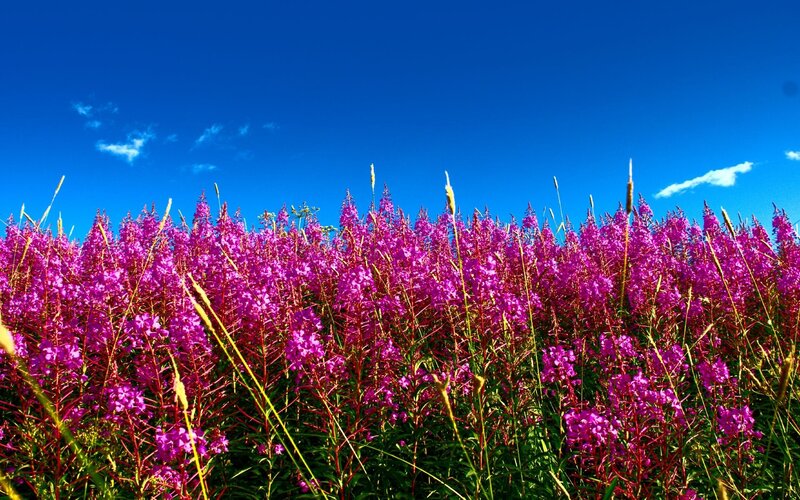 Purple Fireweed Flowers — Serene, Summer, Photograph, Sky, Clouds