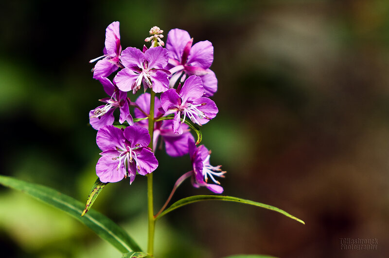 Purple Fireweed Flowers — Serene, Summer, Photograph