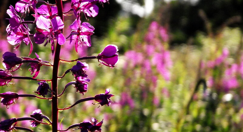 Purple Fireweed Flowers — Serene