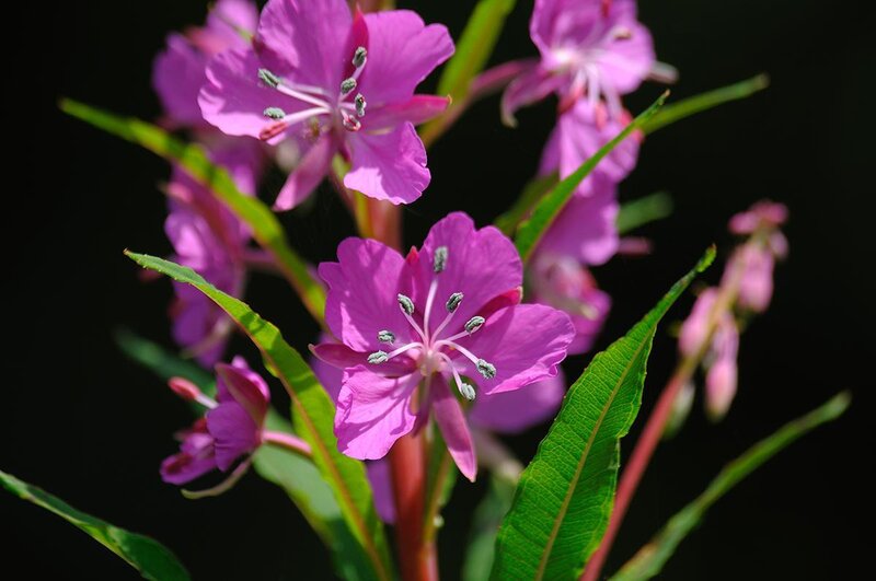 purple fireweed flowers