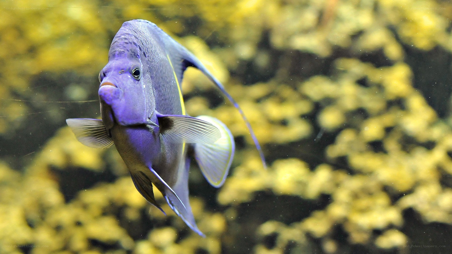 purple fish in aquarium
