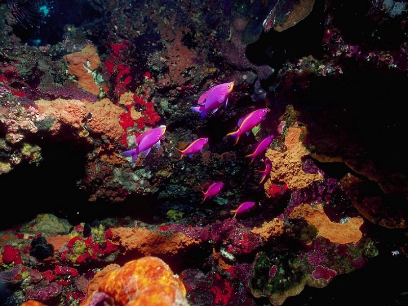 Purple Fish in Coral Reef