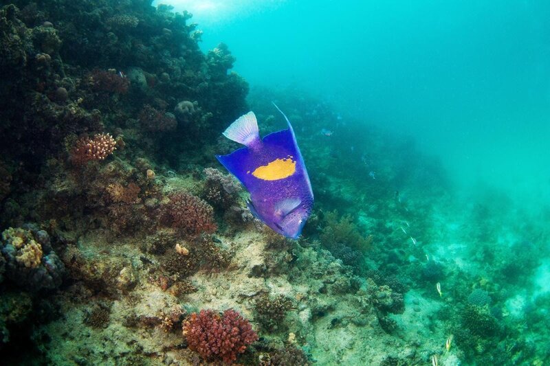 purple fish near coral reef