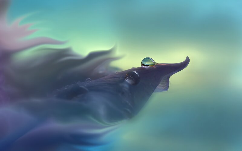 Purple Fish with Water Droplet