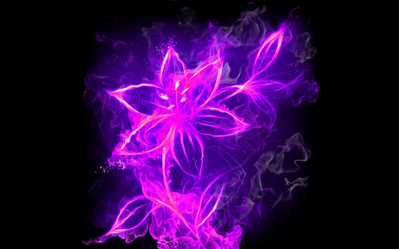 purple flame flower